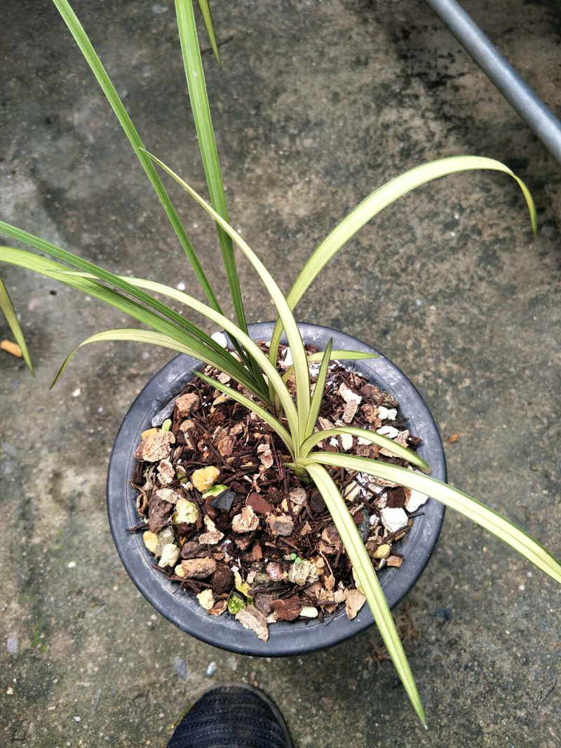 兰花新叶发黑怎么回事,兰花叶片发黄的原因和处理方法