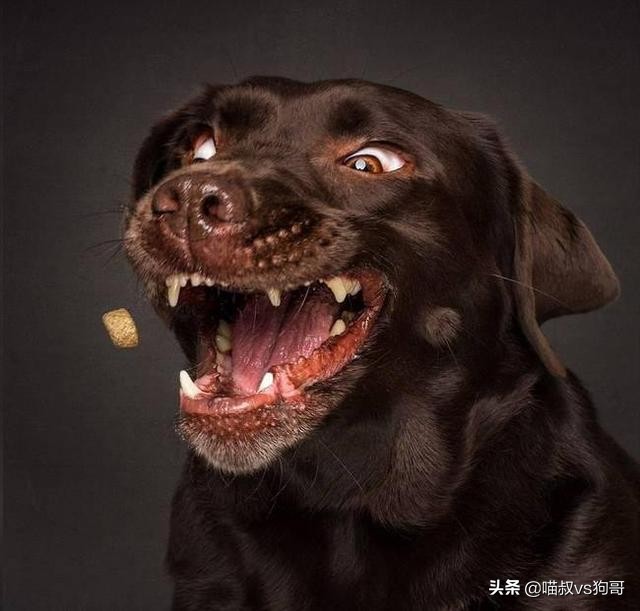 狗狗打架伤口感染硬块怎么处理,狗狗打架受伤后涂药膏多久恢复