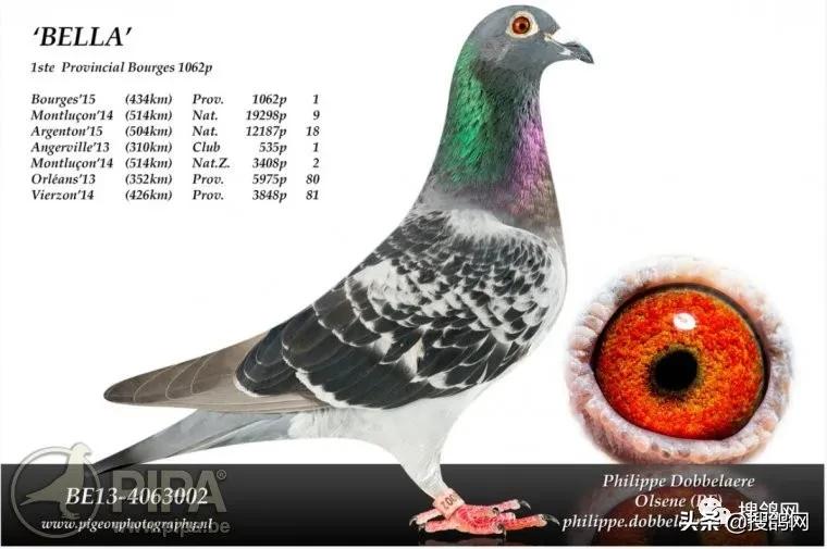 冠军鸽王家族:“罗科”（Rocco）黄*血金**系