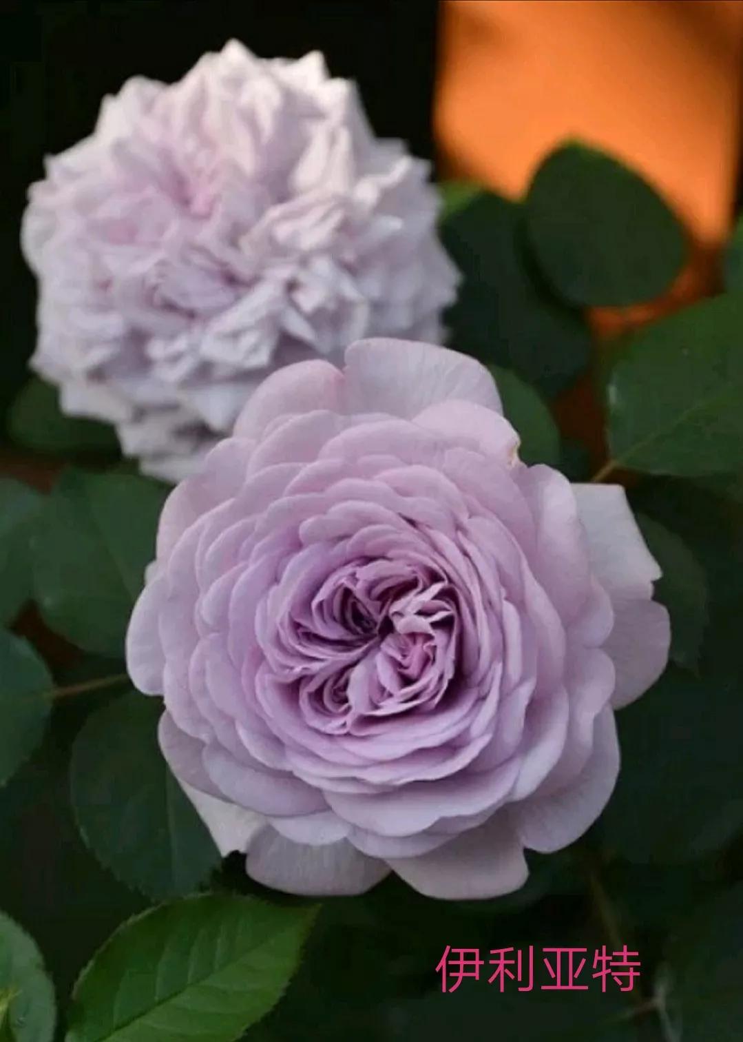 木村卓功推荐的月季,木村卓功月季