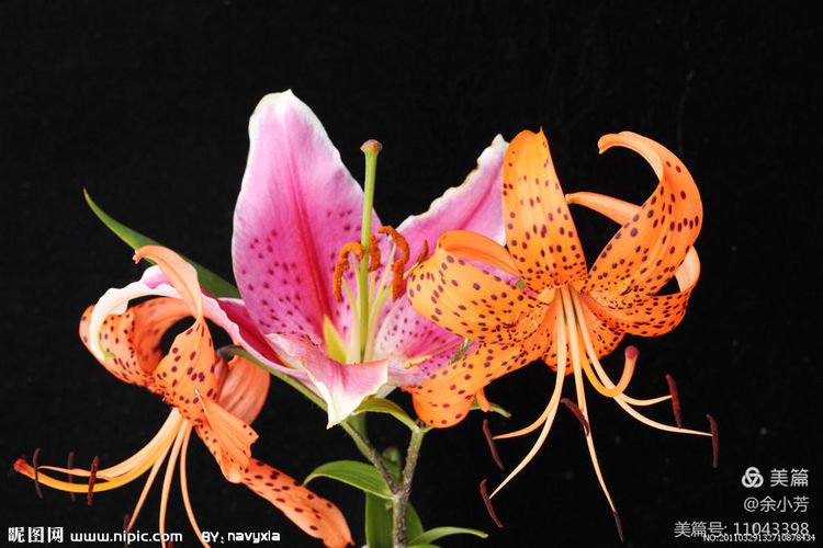 美丽的百合花钩织教程,美丽的百合花歌曲歌词