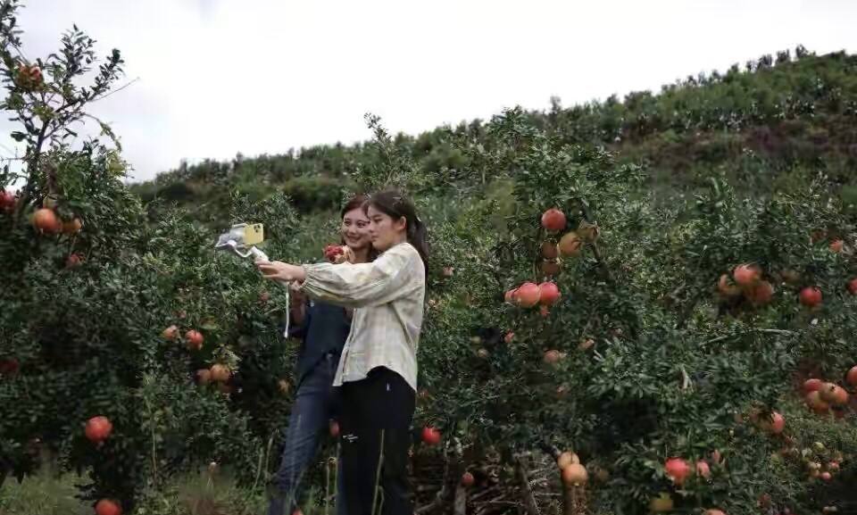 四川女孩辞职回家创业,四川女子大厂辞职卖水果