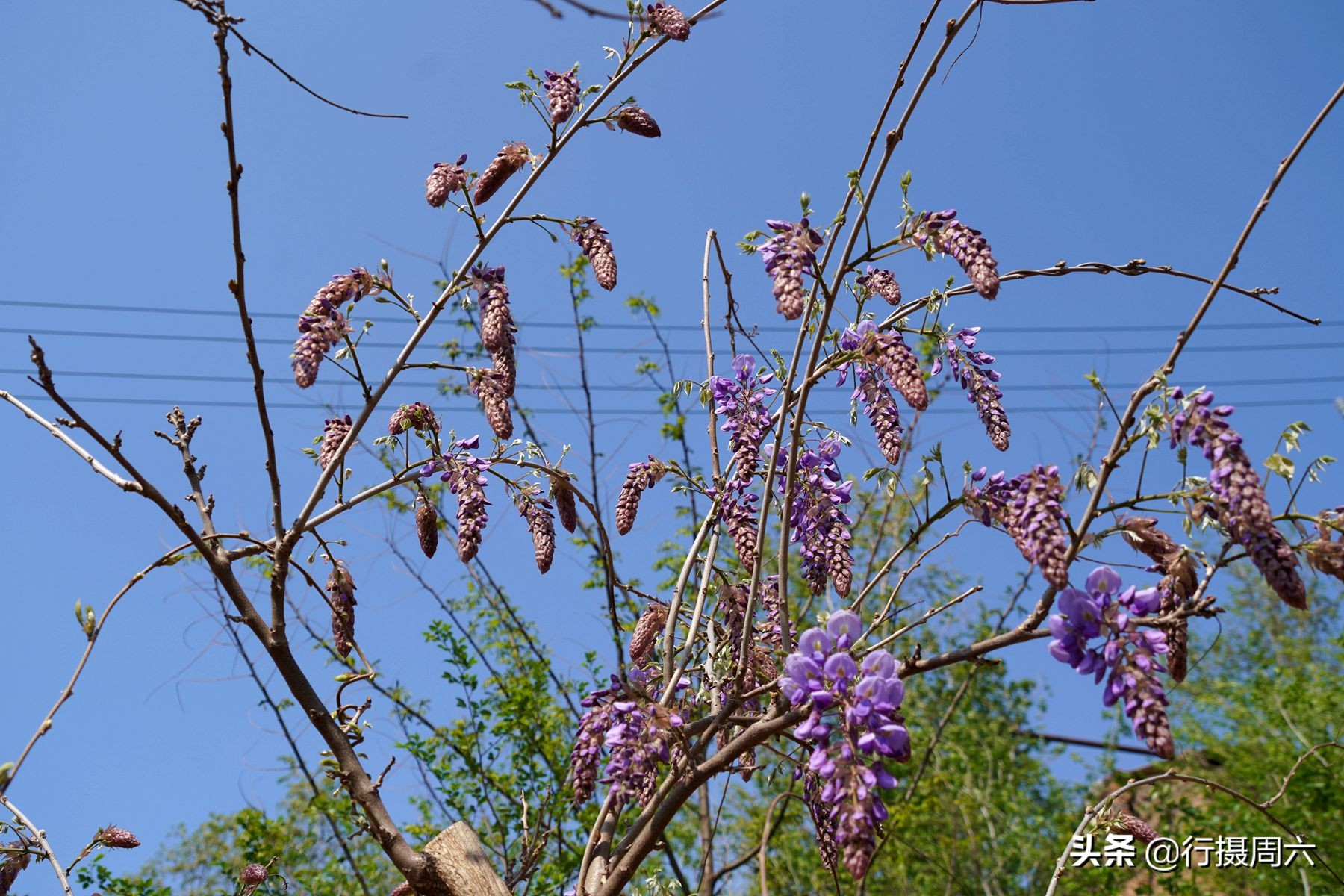 农村创业种植的真实经历,农村山里种植什么赚钱快