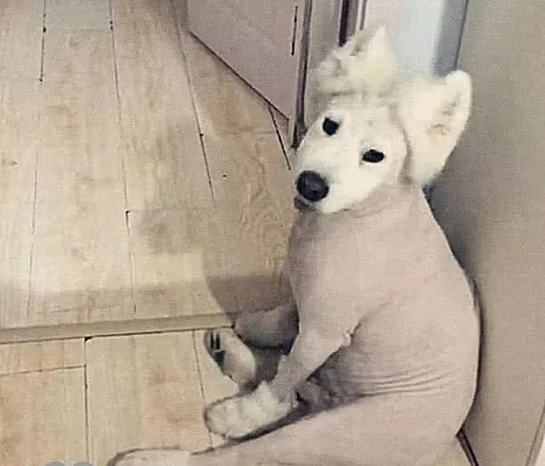 狗狗的毛被梳秃了还能长出来吗,狗狗的毛被理秃了