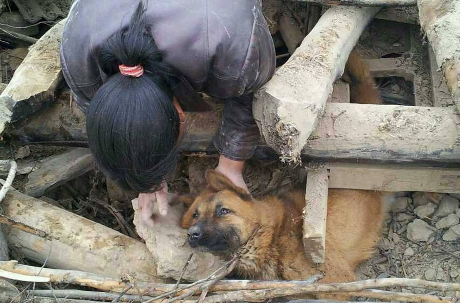 狗狗真的能感知人类的情绪吗,狗能感知到自然灾害吗