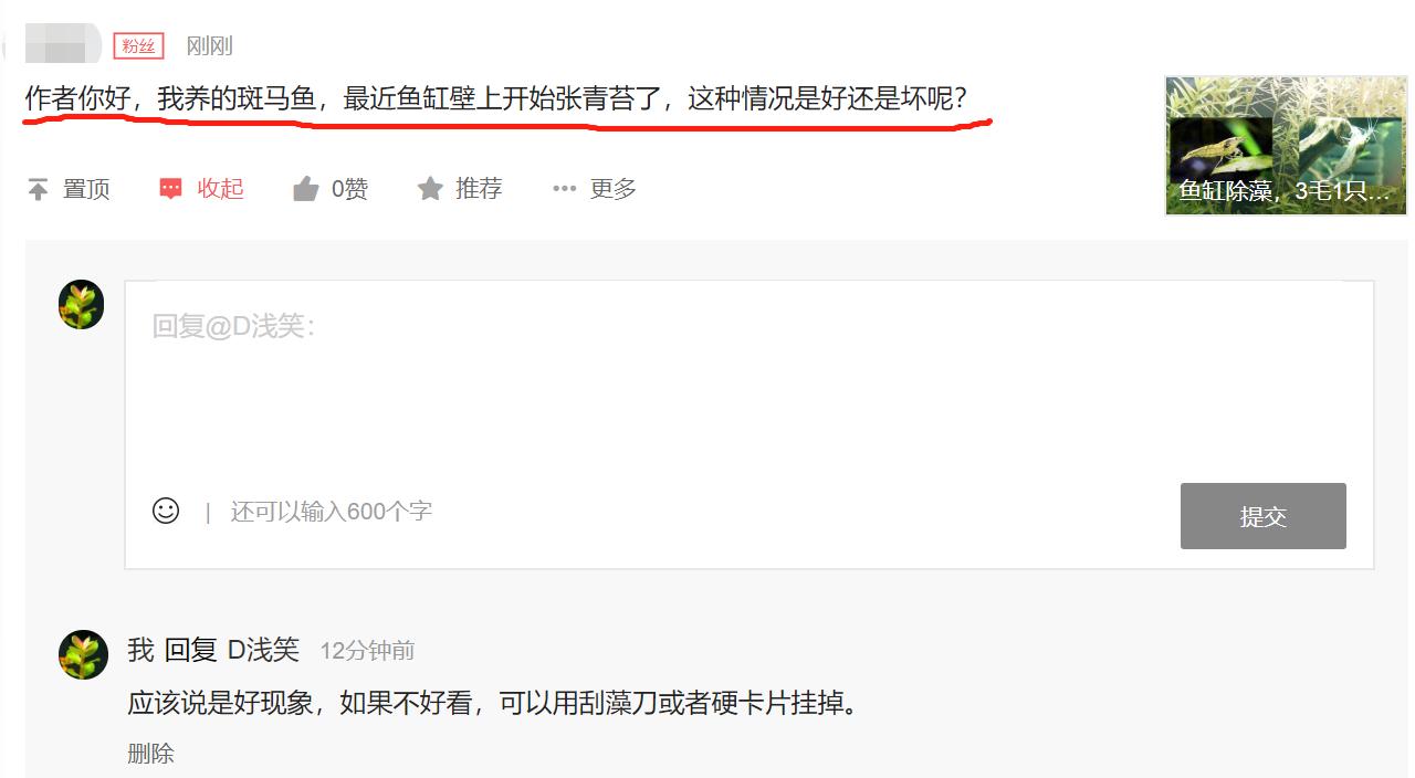 鱼缸长绿藻对斗鱼好不好,鱼缸长藻类有什么危害