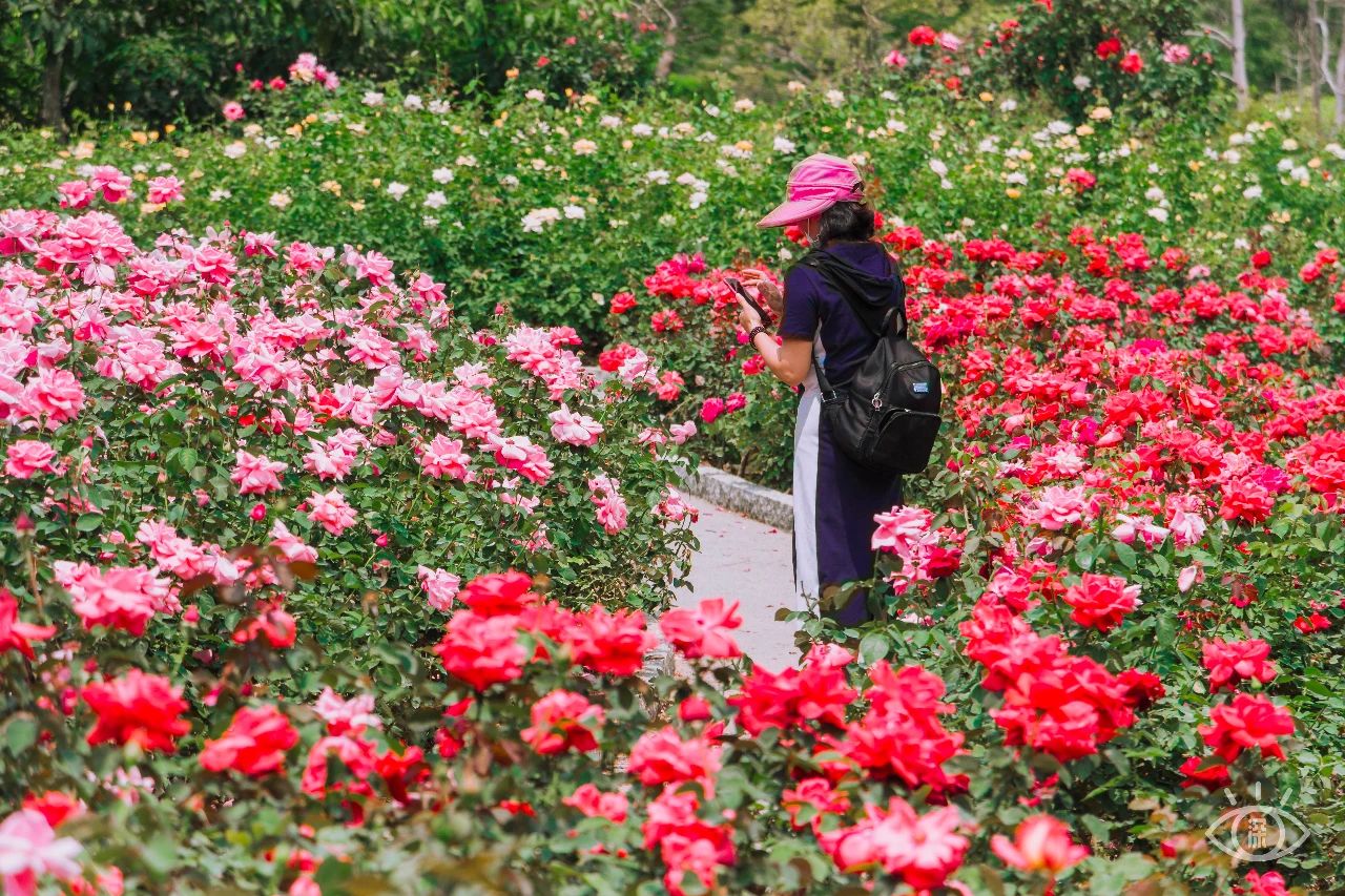 深圳3号线有哪些可以玩的,深圳7号线攻略
