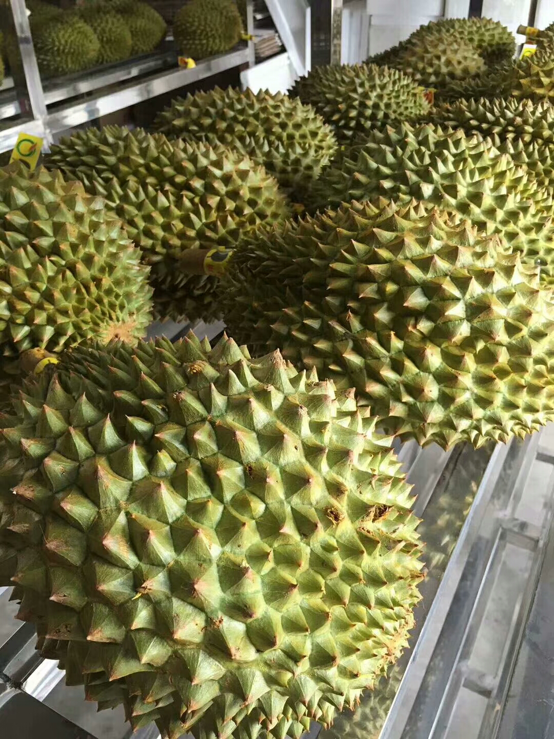 榴莲品种d13,泰国榴莲d197是什么品种