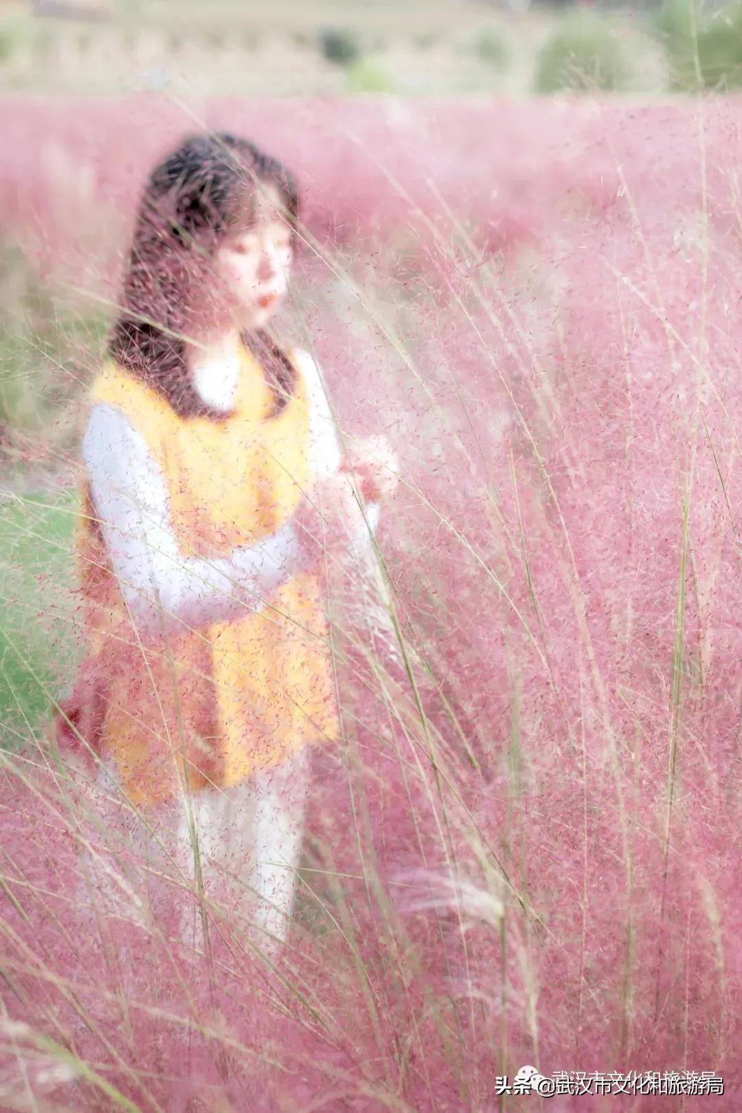 武汉12月秋季枫叶和银杏叶美景,枫叶银杏的美景最新