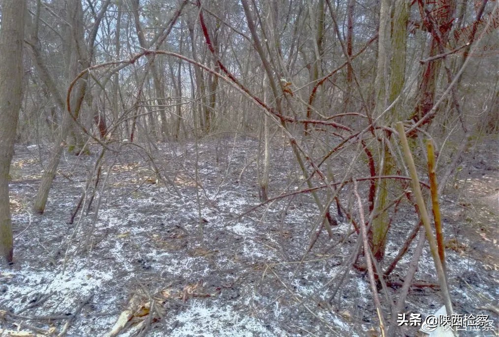 野生动物保护公益诉讼检察建议,多部门推动野生动物公益司法保护