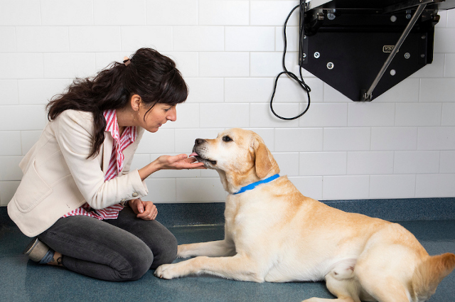 狗狗癫痫的症状视频,狗狗癫痫病发作时应该怎么办