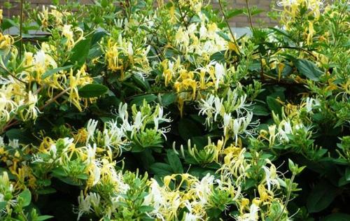 种植前景好的十大药材,想发财养什么植物