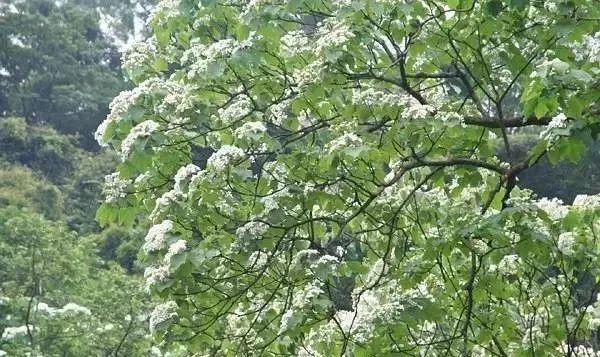 买家具到处是坑,买家具的人一般还会买什么