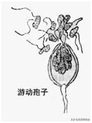 真菌结构图手绘简单清晰,真菌结构和功能的基本单位是什么