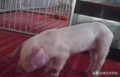 蓝耳啊，你让猪如何是好？