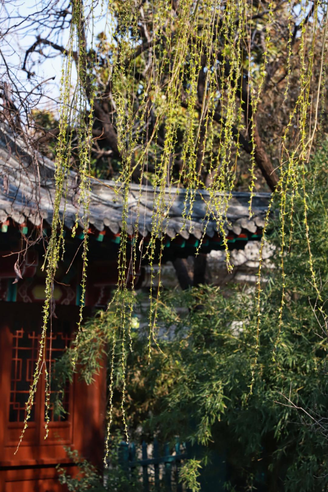 春天里最美的花儿，语文课本上的天下第一……一定要带孩子来