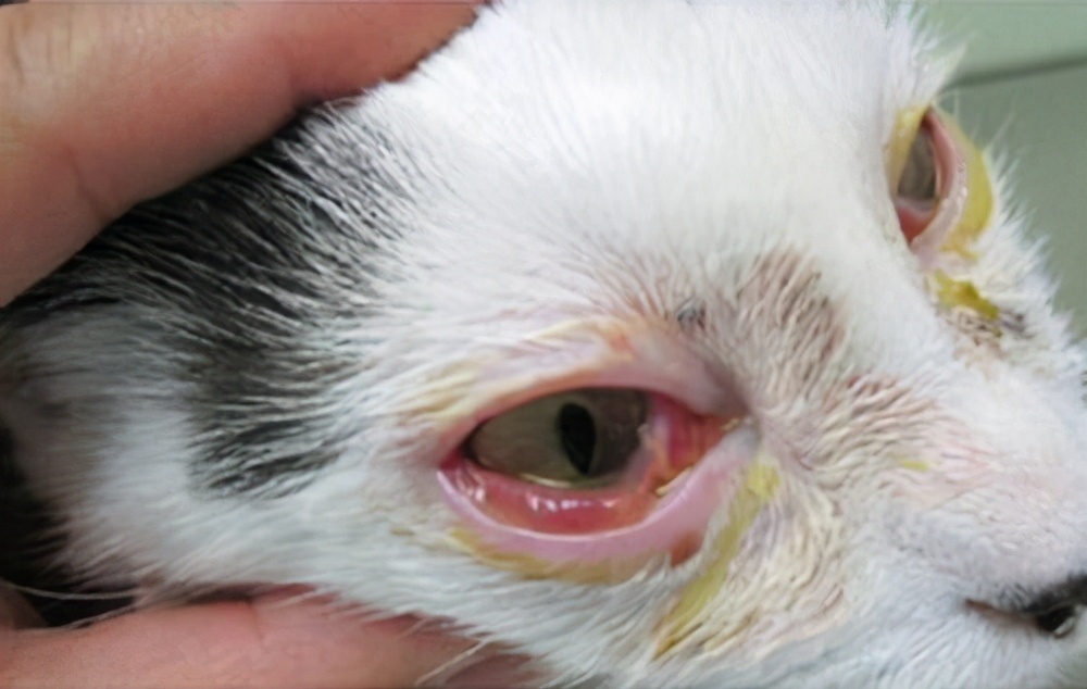 猫眼睛上面有一块黑黑的没毛,猫眼睛旁边有黑色结痂怎么清理