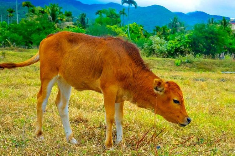 如何喂养牛,养黄牛要喂什么饲料好