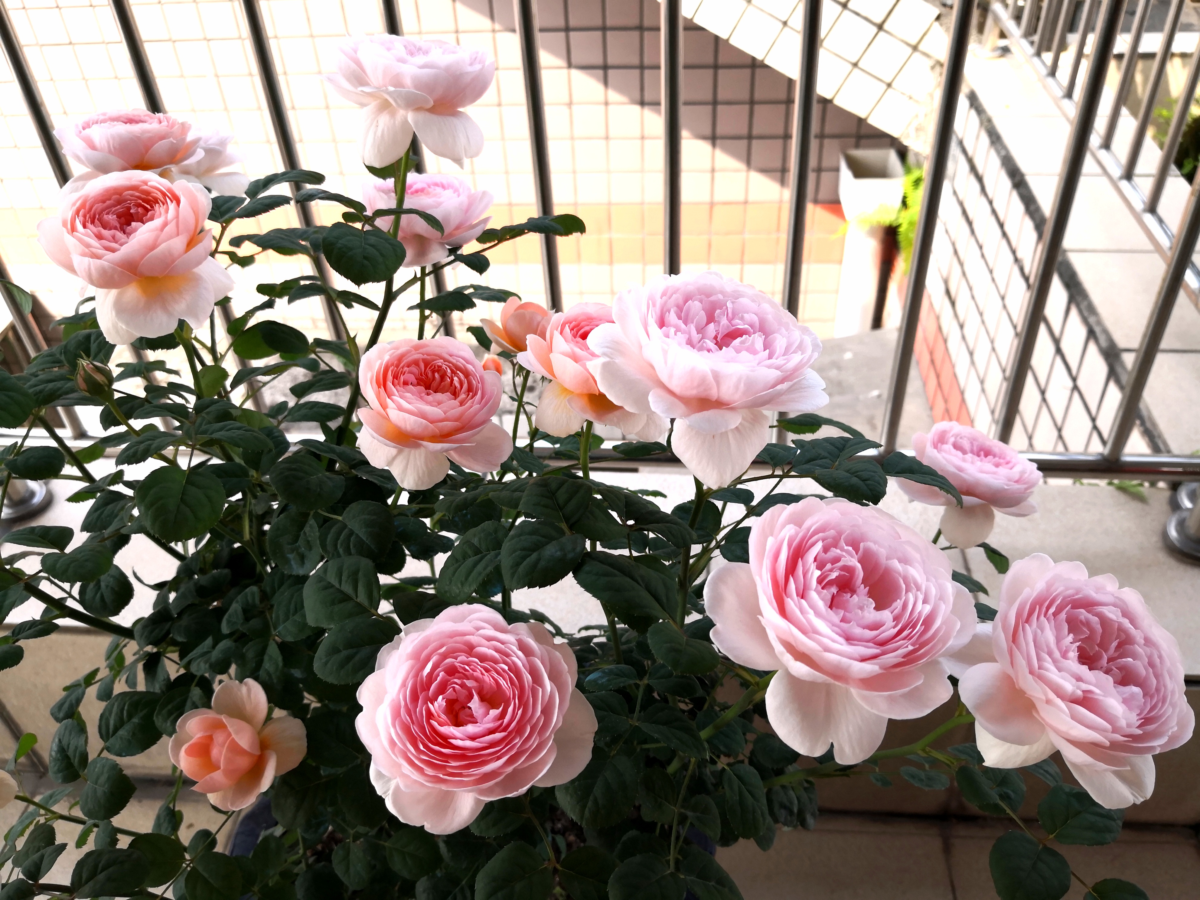 非常耐阴开花又多的植物,好养的开花株型还好看的植物