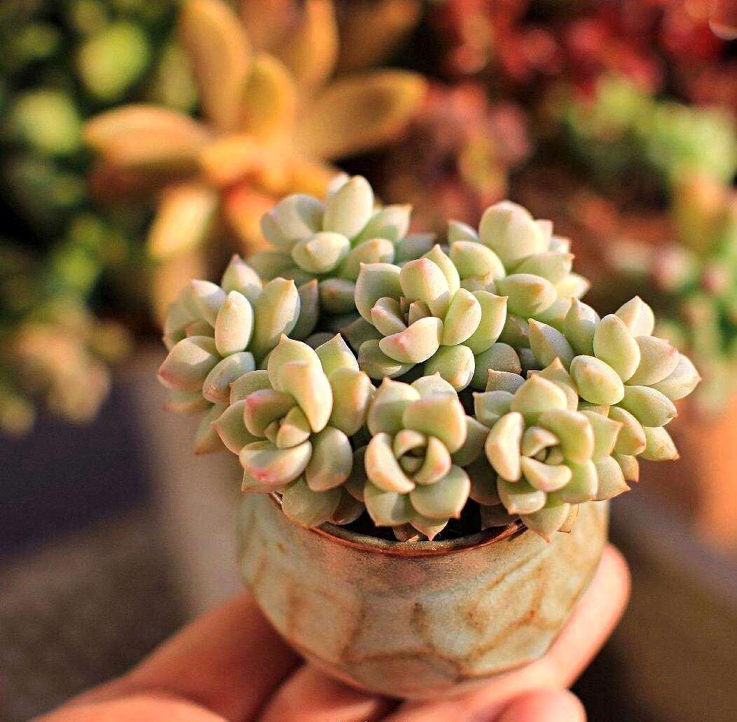 白牡丹最漂亮的多肉,皮实莲花多肉