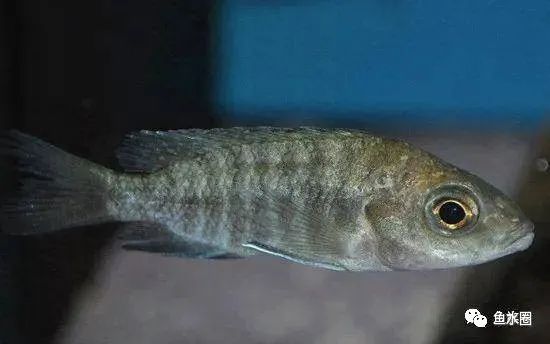 三湖慈鲷马鲷孔雀珍珠系能长多大,三湖慈鲷之孔雀