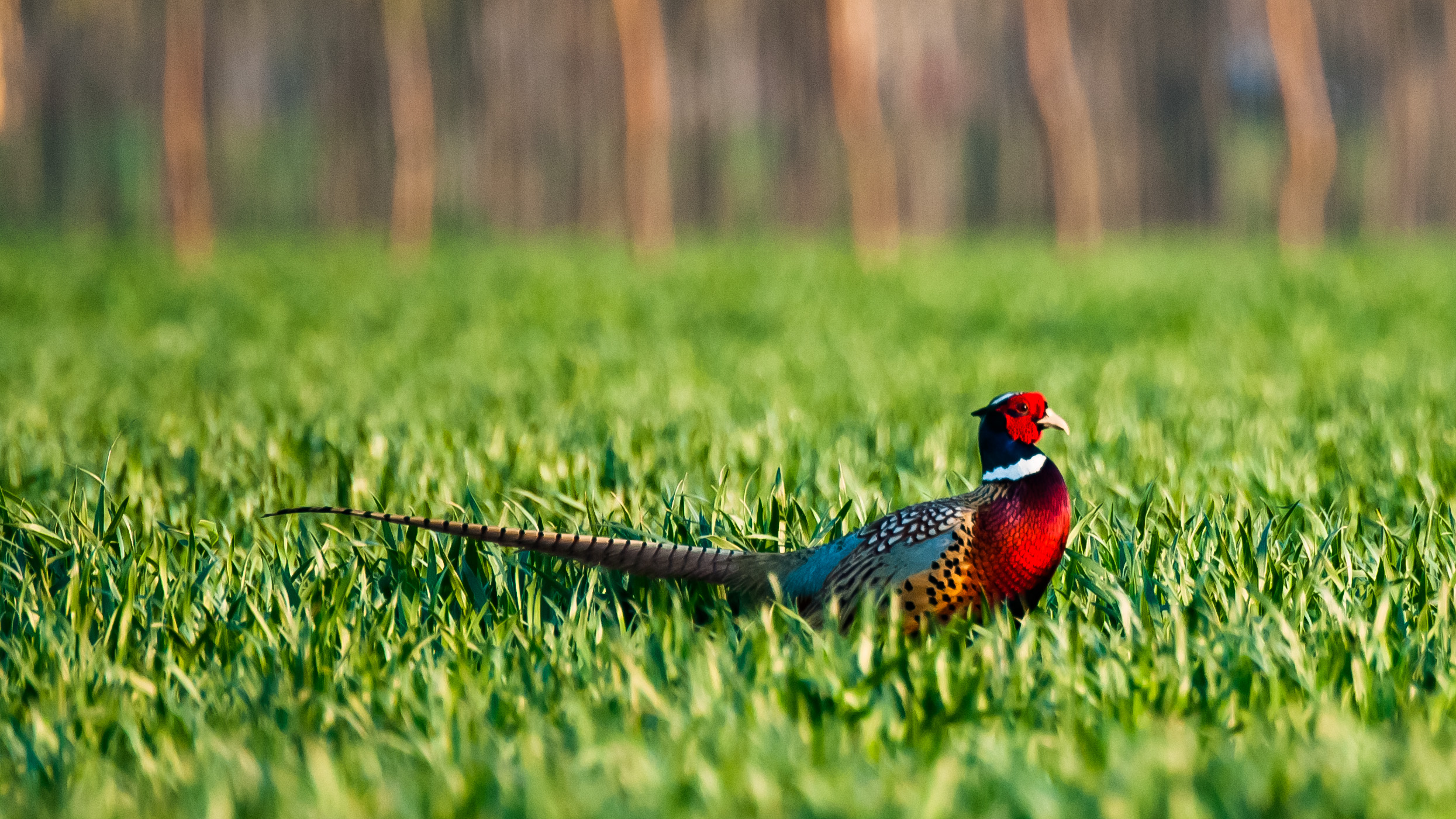 尼康200-500f5.6vr,尼康200-500mmf5.6评测