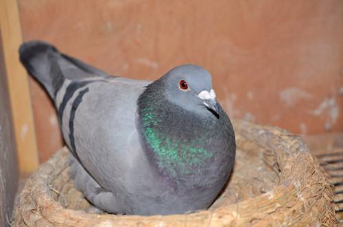 鸽子孵化被打扰,鸽子的孵化时间