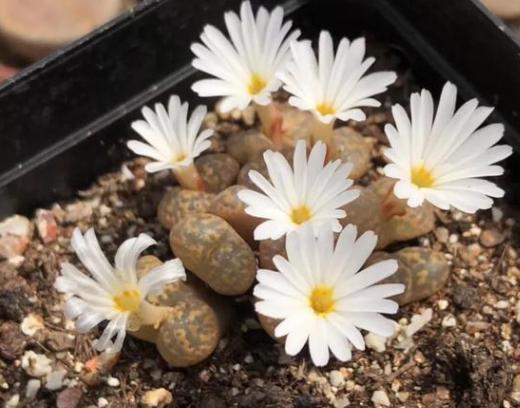 生石花怎么养得越来越大,生石花在室内怎么养