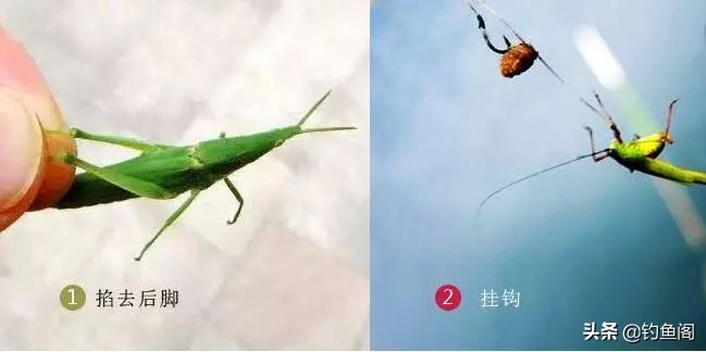 野钓除了蚯蚓用什么饵,野钓用什么活饵最好