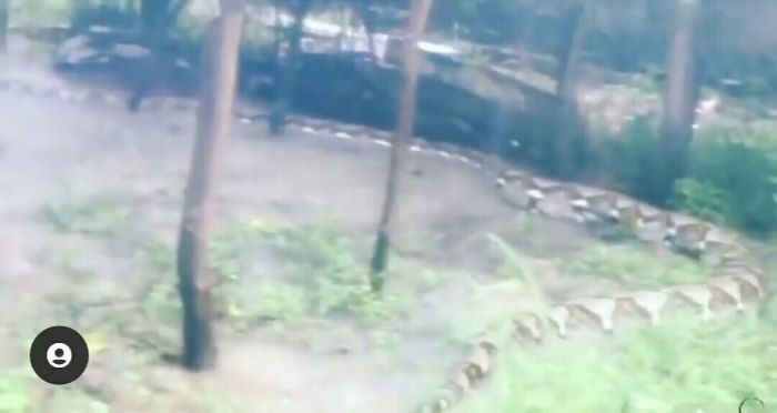 巨蟒蛇才是世界上最大的蛇,比500米巨蟒还厉害的蛇