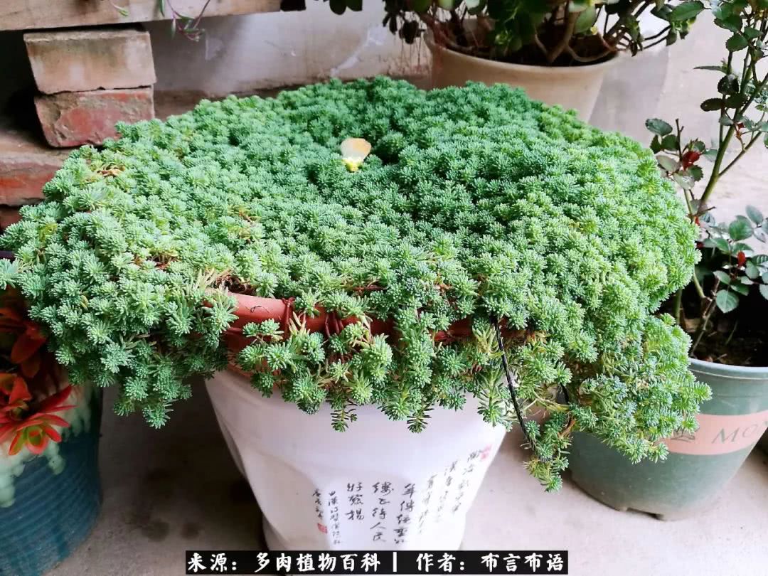 多肉的真实生活感悟,多肉的生活感悟