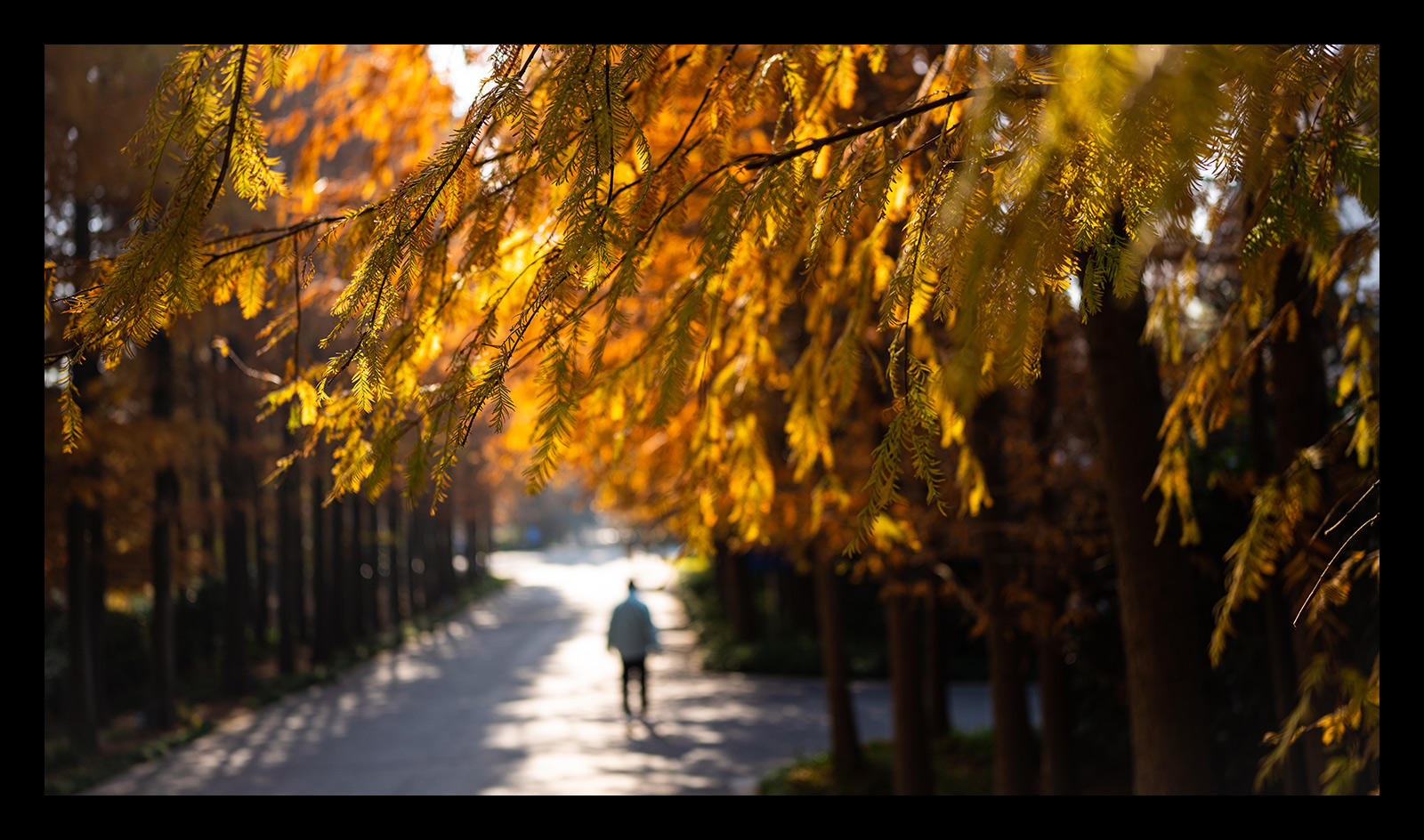 腾龙24mmf2.8全画幅广角微单镜头,腾龙352.8索尼镜头