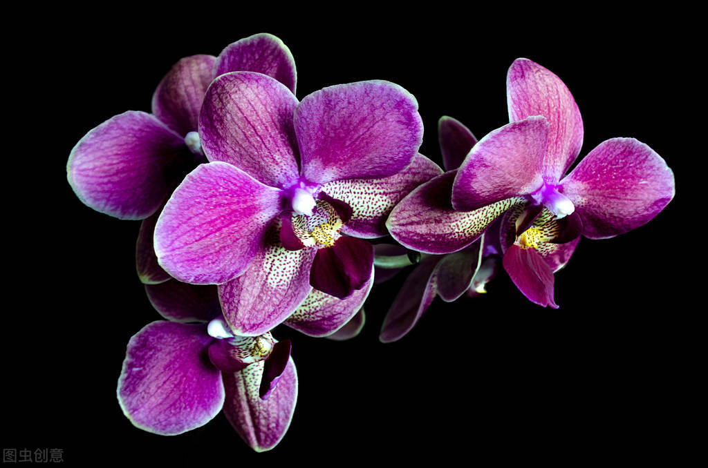 新手养蝴蝶兰的方法,新手养蝴蝶兰的正确方法