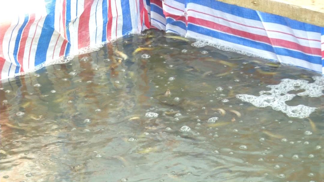 创富新发现：体质强健生长快，台湾泥鳅效益红火！