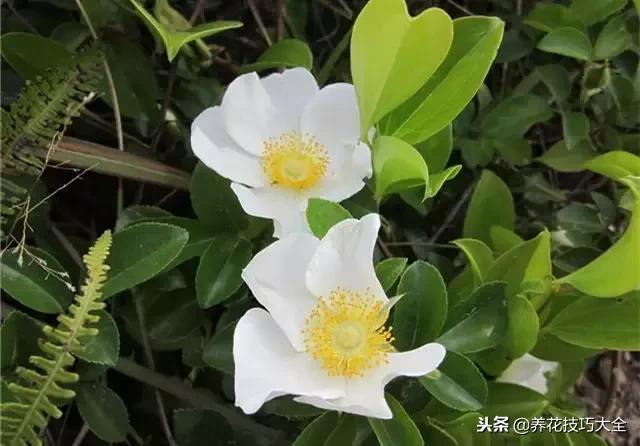 常见小区绿化100种植物图片,常见的水生植物有哪些种