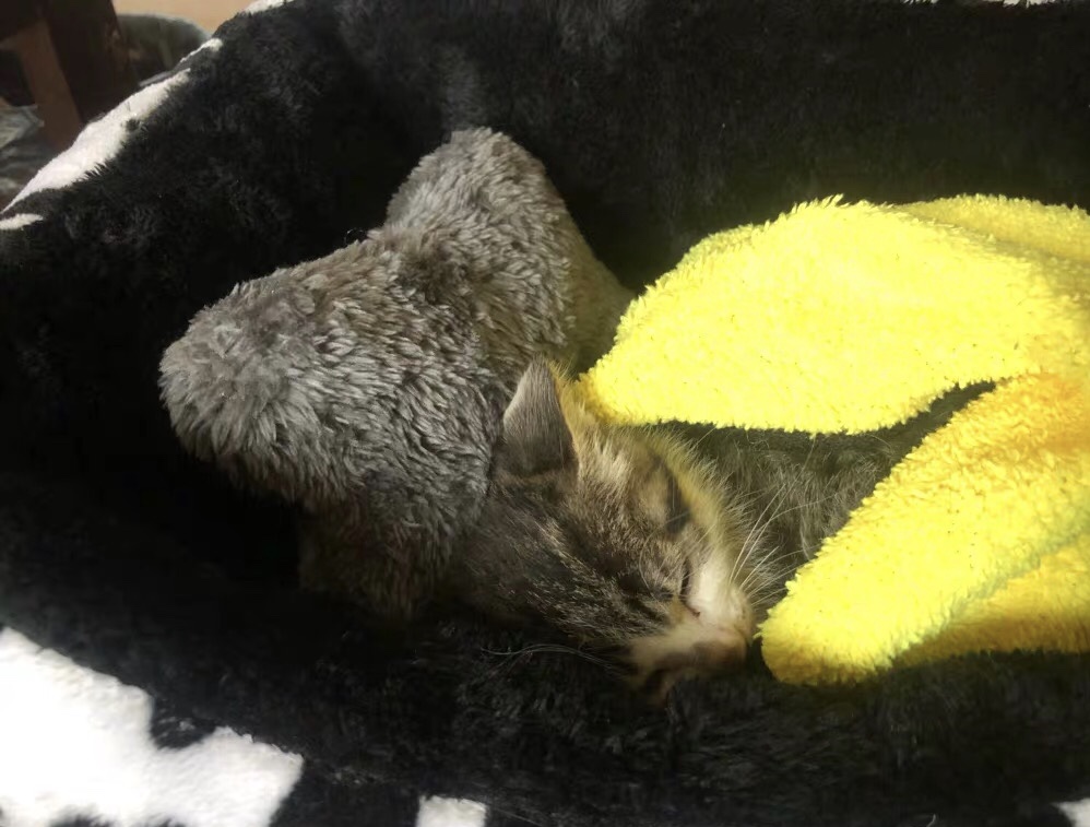 猫咪为什么对糖感兴趣,猫咪能尝到甜味吗