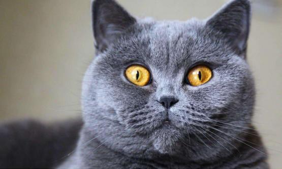 猫咪视力冷知识,为什么猫咪眼睛看起来不清澈