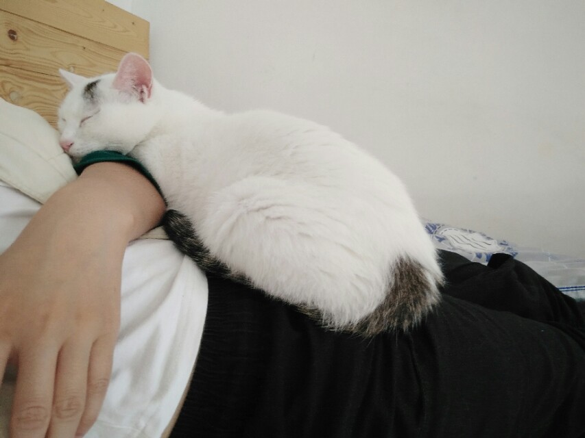 猫咪黏你但不打呼噜,猫咪粘人的七种表现