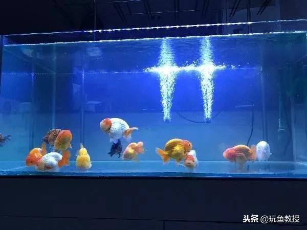 硝化细菌如何养殖,怎么样判断硝化细菌养好了