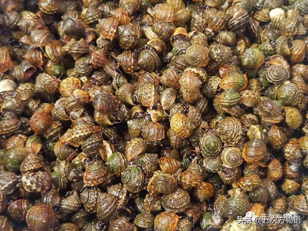 青岛海鲜市场价格表今日,青岛哪个农贸市场海鲜最便宜又好