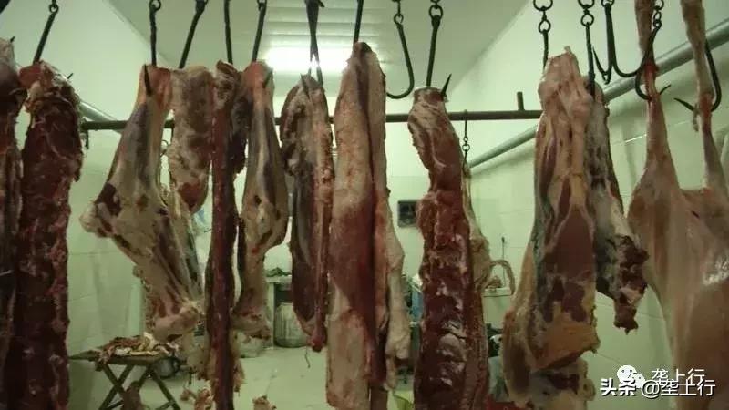 肉牛抢着要,牛肉会跟着俏销吗?一头牛利润达到4000元