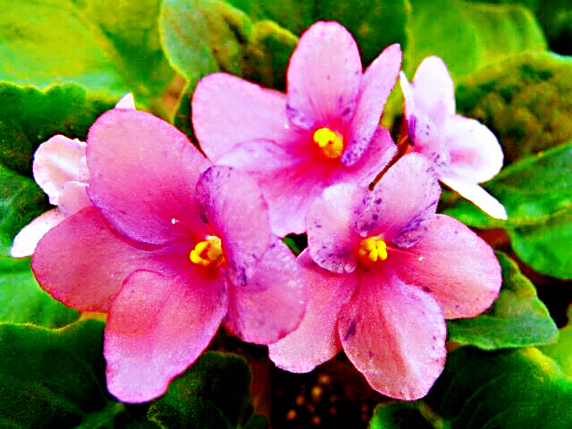 非洲紫罗兰盆栽,紫罗兰花卉盆栽图片