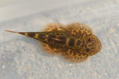 原生缸吸鳅推荐,鳅鱼能养在鱼缸里吗