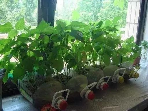 用塑料瓶做养花神器的喷壶怎么做,塑料瓶养花神器