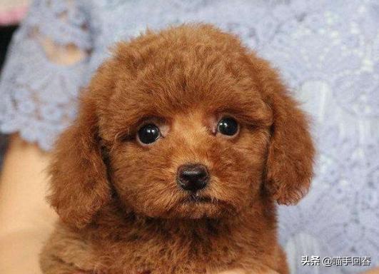 即将成精的小泰迪,小泰迪为什么成精