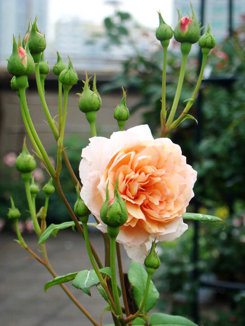 月季不长了怎么办,月季不长花苞如何修剪