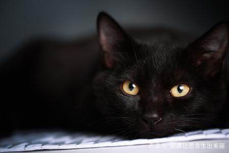 养猫的100件小事大家注意了哦,新手养猫的七条指南