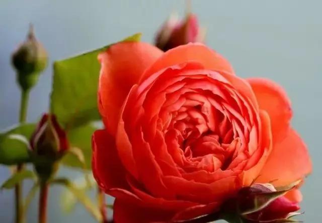 玫瑰有几种品种图片及名称,玫瑰品种分类名称及图片介绍