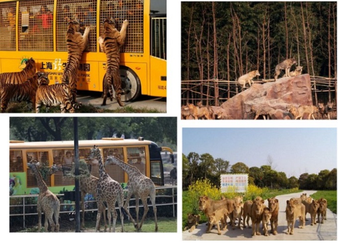 上海亲子骑行路线推荐,上海寒假亲子游玩攻略