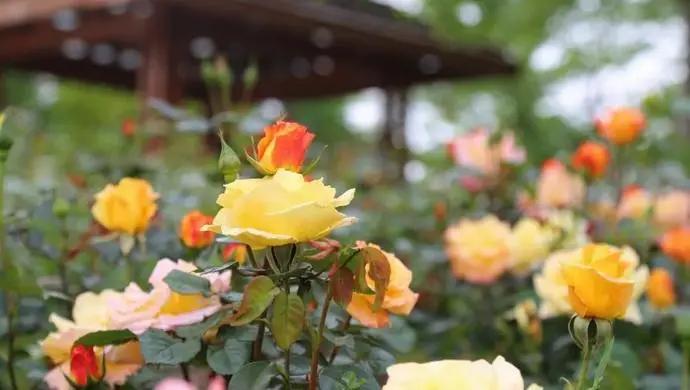 上海55购物节爆款清单,上海55购物节价目表